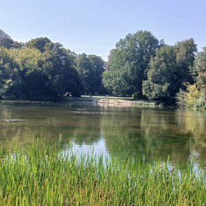 Widok ogólny jeziorka wśród drzew w parku.