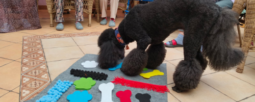 Dogoterapia