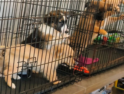 szczeniaczki w klatce