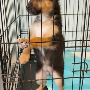 Szczeniak w klatce.jpg