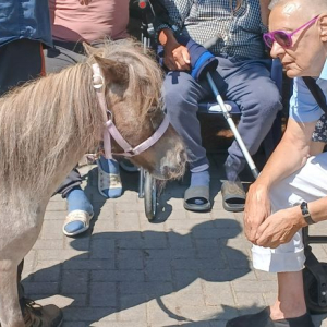 Mieszkaniec i kucyk patrzą na siebie.jpg